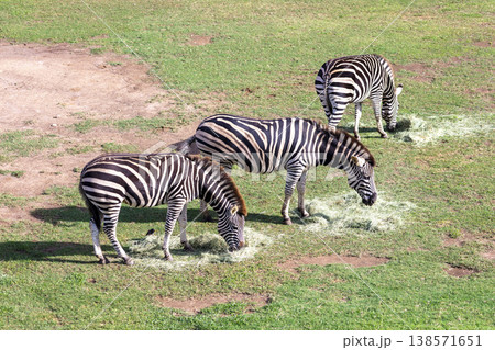 Photograph of a group of Zebras eating grass in a large field 138571651