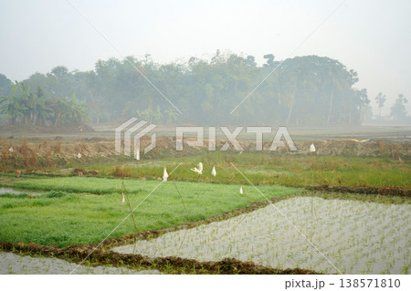 White heron taking flight over lush green rice paddies in a misty rural landscape 138571810