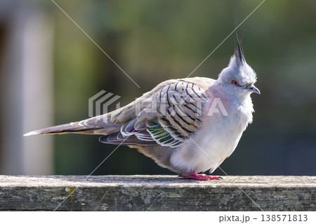 Photograph of a Pigeon standing on a fence in the sunshine Photograph of a Pigeon standing on a fence in the sunshine 138571813