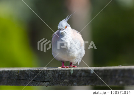 Photograph of a Pigeon standing on a fence in the sunshine 138571814