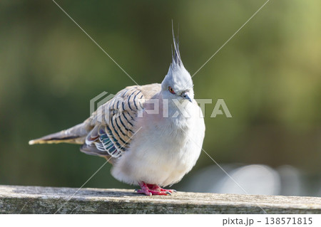 Photograph of a Pigeon standing on a fence in the sunshine Photograph of a Pigeon standing on a fence in the sunshine 138571815