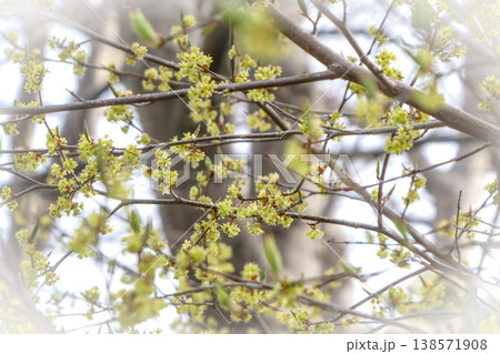 北国の遅い春　岩手県盛岡市の盛岡城跡公園の黄色いサンシュユの花が満開 138571908
