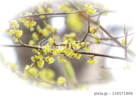 北国の遅い春　岩手県盛岡市の盛岡城跡公園の黄色いサンシュユの花が満開 138571909