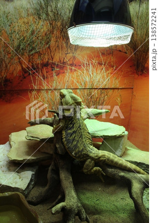 Pogona vitticeps on the rocks warms itself under a lamp. Keeping lizards in captivity. 138572241