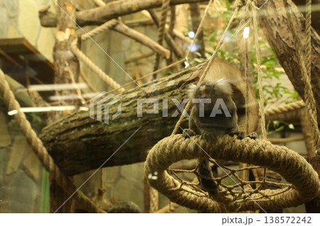 Cebuella pygmaea little funny monkey sitting on a branch medium. Cebuella pygmaea little funny monkey sitting on a branch medium. 138572242