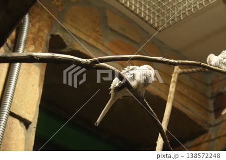 White parrot sitting on a branch, bottom view. Keeping parrots . White parrot sitting on a branch, bottom view. Keeping parrots . 138572248
