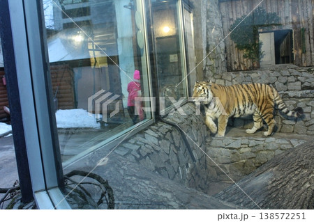 A tiger walks around its cage in the zoo. side view. 138572251