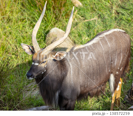 Photograph of a Nyala antelope standing in a grassy field in the sunshine Photograph of a Nyala antelope standing in a grassy field in the sunshine 138572259