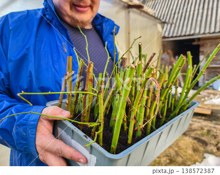 A gardener holds a tray with rose stem cuttings planted in the soil, ready to propagate and develop roots. Hands close-up, fresh green shoots and earthworks in the garden.. A gardener holds a tray with rose stem cuttings planted in the soil, ready to propagate and develop roots. Hands close-up, fresh green shoots and earthworks in the garden.. 138572387