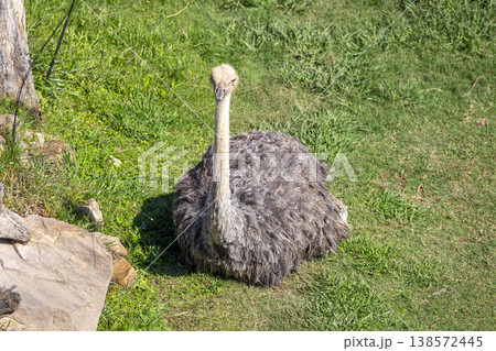 Photograph of an Ostrich sitting in a grassy field in the sunshine Photograph of an Ostrich sitting in a grassy field in the sunshine 138572445