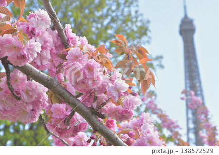 トロカデロ広場から、桜とエッフェル塔　パリ　2026年3月30日 138572529