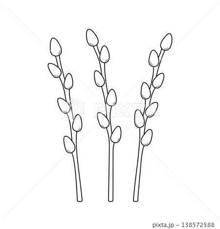 Set of pussy willow branches. Spring easter plants in hand drawn doodle line style. Palm Sunday. Isolated vector illustration. 138572588