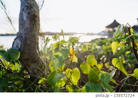 Tropical coastal plant in Mauritius. Tropical coastal plant in Mauritius. 138572724
