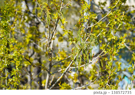 Poplar tree Populus with fresh green leaves and hanging catkins in spring, natural background, seasonal growth, urban nature, sunny outdoor scene 138572735