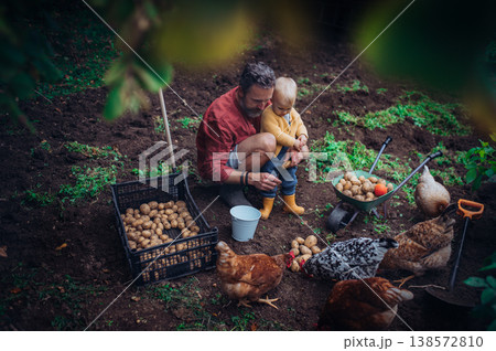 Father and little daughter harvesting potatoes together in garden. 138572810