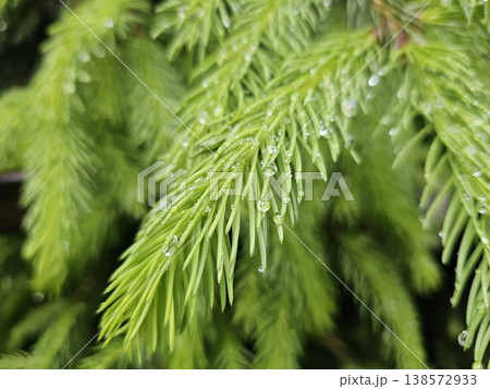 A green pine tree branch with brown tips. The branch is full of green leaves and has a brown tip A green pine tree branch with brown tips. The branch is full of green leaves and has a brown tip 138572933