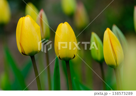 Yellow tulips in garden against softly blurred greenery on spring day 138573289