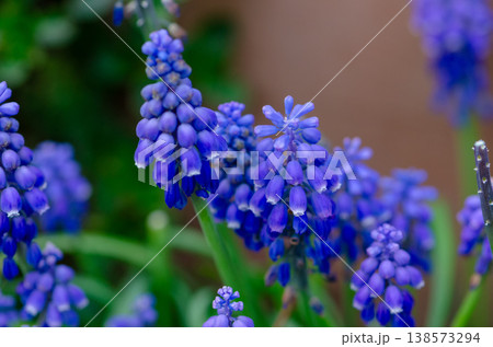 Blue muscari flowers against green background with soft blur and spring light Blue muscari flowers against green background with soft blur and spring light 138573294