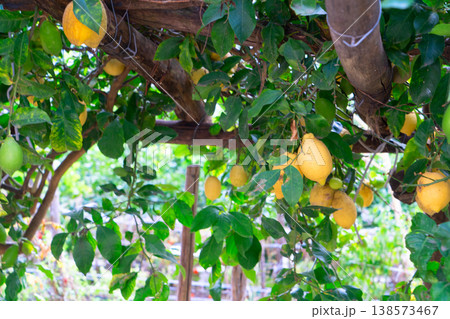 Lemon garden of Sorrento 138573467