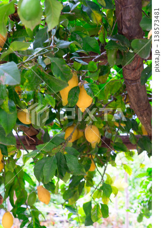 Lemon garden of Sorrento Lemon garden of Sorrento 138573481