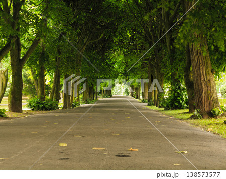 sidewalk walking pavement in park. nature landscape. sidewalk walking pavement in park. nature landscape. 138573577
