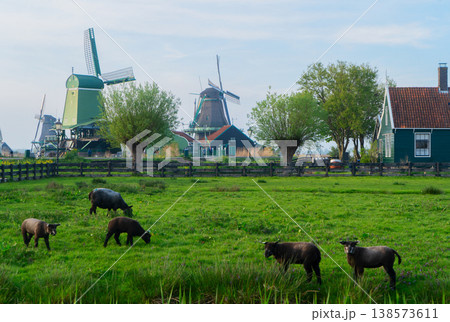 skyline of old town Zaanse Schans skyline of old town Zaanse Schans 138573611
