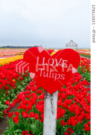 Dutch multicolored tulip fields in sunny day Dutch multicolored tulip fields in sunny day 138573625