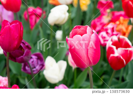 Dutch multicolored tulip fields in sunny day Dutch multicolored tulip fields in sunny day 138573630