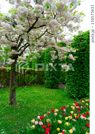 Colorful outdoor landscape setting. Lush garden with blooming flowers and vibrant colors. Beautiful outdoor space featuring flowering trees and vibrant tulip beds 138573631