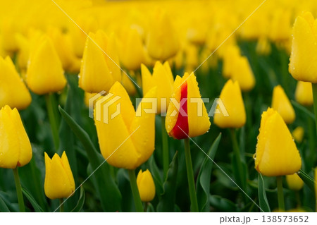 Dutch dark pink tulip fields in sunny day Dutch dark pink tulip fields in sunny day 138573652