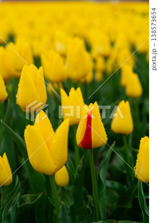 Dutch dark pink tulip fields in sunny day Dutch dark pink tulip fields in sunny day 138573654