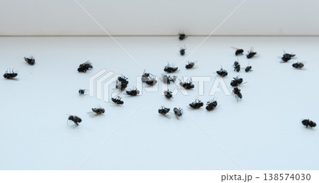 Cluster flies (Musca domestica): grass flies or attic flies on a windowsill, insecticide treatment 138574030