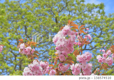 トロカデロ広場に咲く桜の花 パリ 2026年3月30日 トロカデロ広場に咲く桜の花 パリ 2026年3月30日 138574510