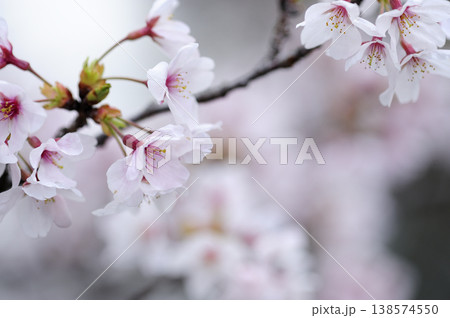 いつか見た桜 138574550