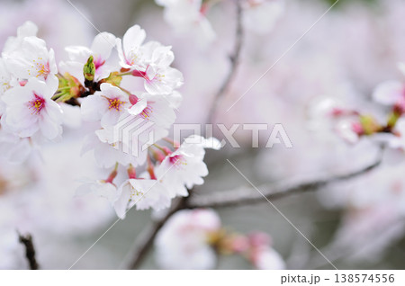 いつか見た桜 いつか見た桜 138574556