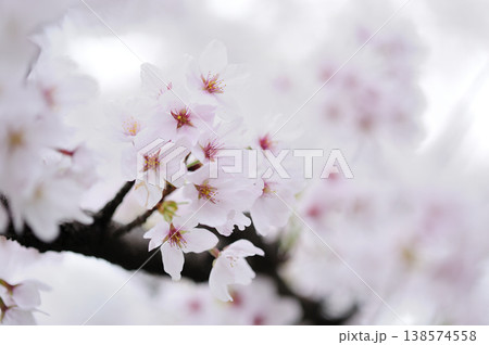いつか見た桜 いつか見た桜 138574558