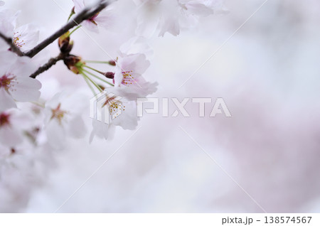 いつか見た桜 いつか見た桜 138574567