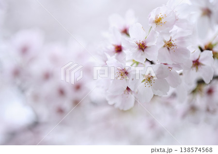 いつか見た桜 138574568