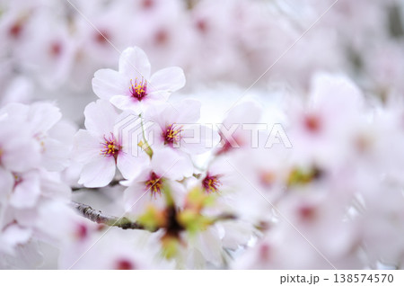 いつか見た桜 いつか見た桜 138574570