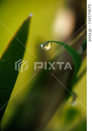 雨上がりの葉についた水滴 雨上がりの葉についた水滴 138574679