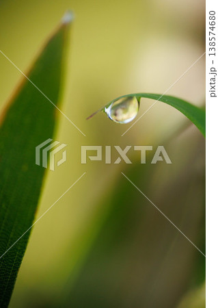 雨上がりの葉についた水滴 138574680