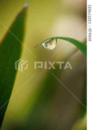 雨上がりの葉についた水滴 138574681