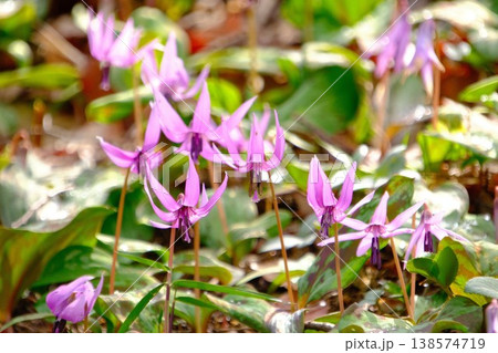 「春の妖精」と呼ばれる可憐なカタクリの開花 「春の妖精」と呼ばれる可憐なカタクリの開花 138574719