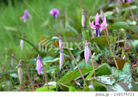 春の雑木林に咲くカタクリの花 春の雑木林に咲くカタクリの花 138574721