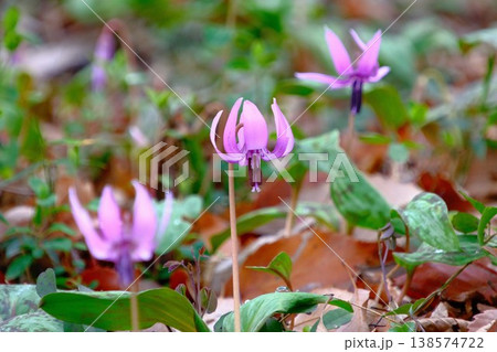 春の雑木林に咲くカタクリの花 春の雑木林に咲くカタクリの花 138574722