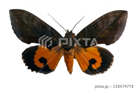 A yellow moth of the Eudocima genus is displayed with its wings spread wide. The moth stands out against a white background, revealing its patterns and features clearly. A yellow moth of the Eudocima genus is displayed with its wings spread wide. The moth stands out against a white background, revealing its patterns and features clearly. 138574778
