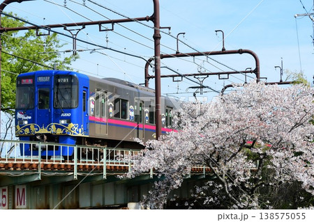 京王9000系9731F更新後サンリオラッピングトレインと桜 京王9000系9731F更新後サンリオラッピングトレインと桜 138575055