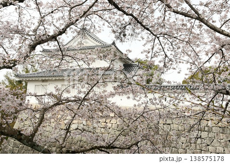 桜満開の水口城 桜満開の水口城 138575178