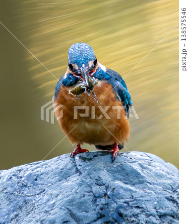 日比谷公園心字池で水生昆虫の狩りをするカワセミ 日比谷公園心字池で水生昆虫の狩りをするカワセミ 138575546