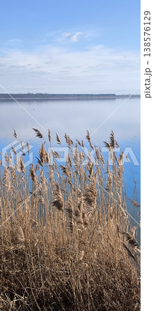 Dry reeds on the shore of a calm lake under a blue sky 138576129